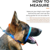 Canny Collar No-Pull Dog Head Collar Gentle & Humane Leash Training Aid