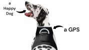 Waterproof Pet Tracking Dog Collar GPS Wireless Tracker Mini Locator Size:M
