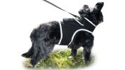 Collar Mount GPS Dog Tracker Waterproof Realtime Wireless Pet Monitor Size:S