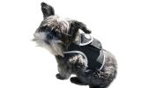 Waterproof Pet Tracking Dog Collar GPS Wireless Tracker Mini Locator Size:L