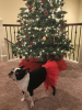 Red Christmas Dog Tutu Skirt