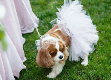 White Bridal Dog Tutu Skirt (Color: White, size: XXXL)