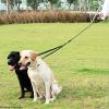 Dual Dog Leash; 360 Swivel No Tangle Shock-Absorbing Bungee Walking Leash